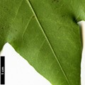 SpeciesSub: subsp. macropterum SpeciesSub: subsp. macropterum